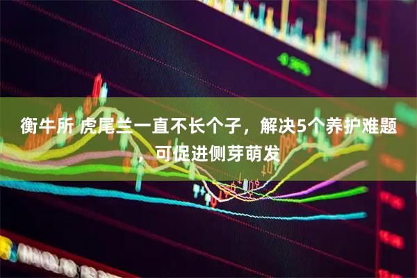 衡牛所 虎尾兰一直不长个子，解决5个养护难题，可促进侧芽萌发